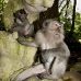 monkey_macaque_balinese_mf_ubud_v_0636_bal0642.jpg